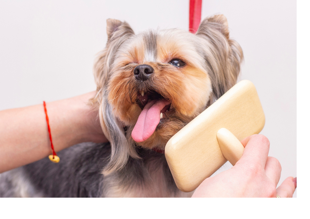 dog grooming, combing wool. Express molt. Beautiful dog in a beauty salon. Grooming animals, combing hair. master of grooming dogs.